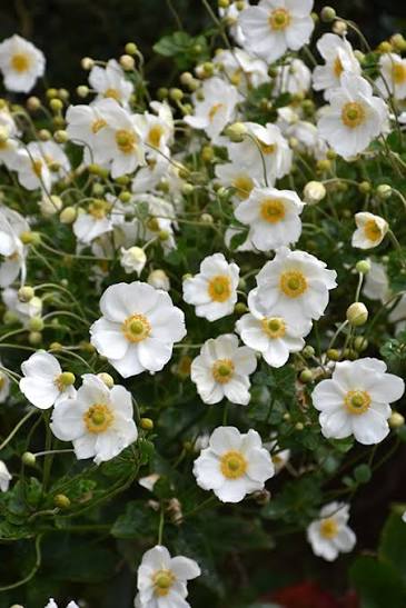 Anemone Honorine Jobert