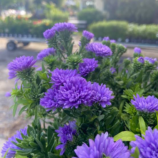 Aster Henry III Purple