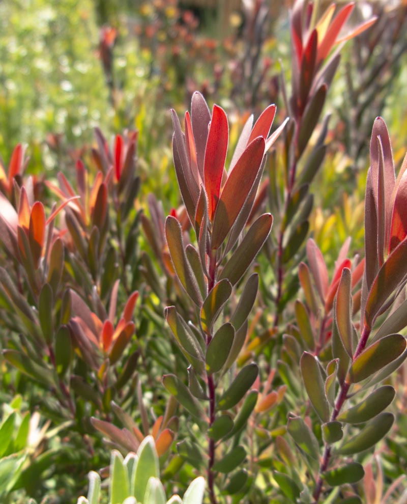 Leucadendron Red Gem