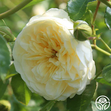 Perpetually Yours™