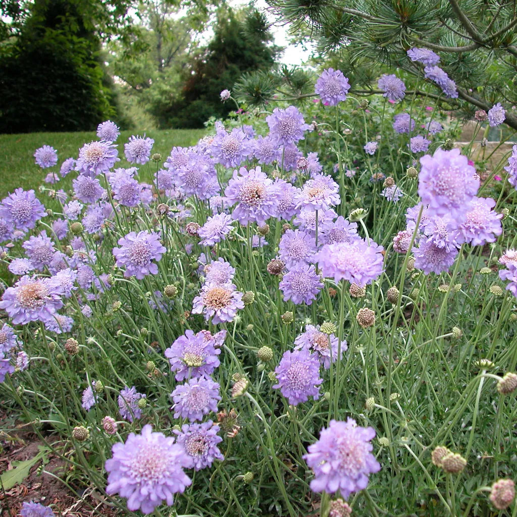 Scabiosa Butterfly Blue