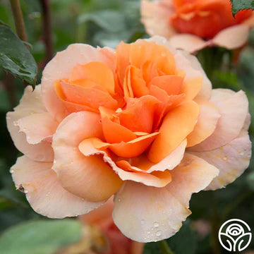 Sunbelt® Soul Sister™