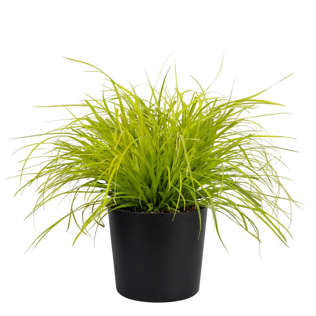Carex "Everillo"
