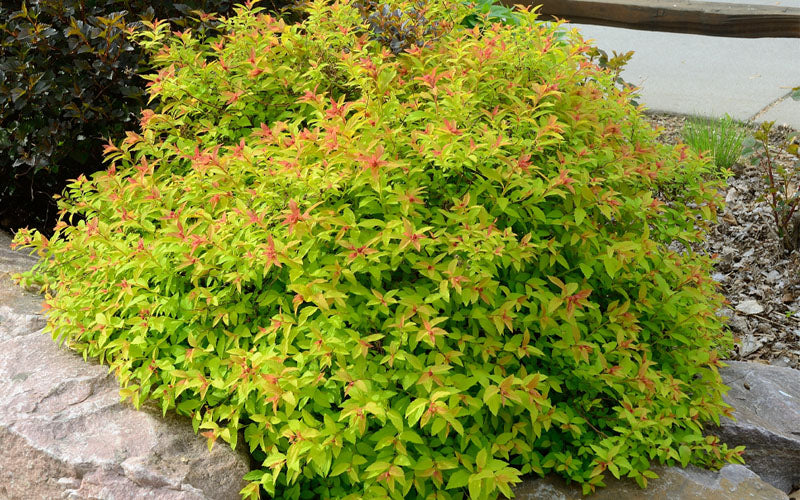 Spirea Goldflame