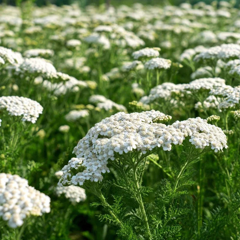 Achillea New Vintage White