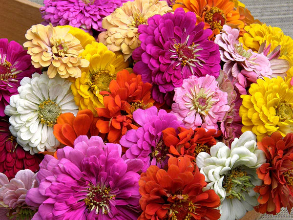 Heirloom Rainbow Flowers, Colorful, Carefree Zinnias Scatter Can