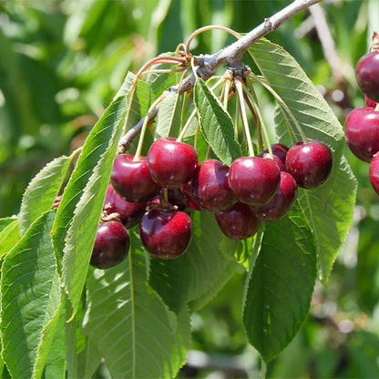 Cherry 'Bing'