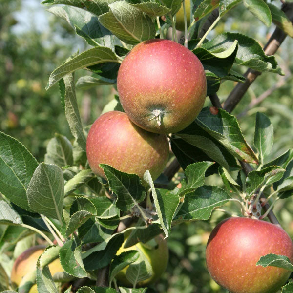 Apple '4N1' Espalier