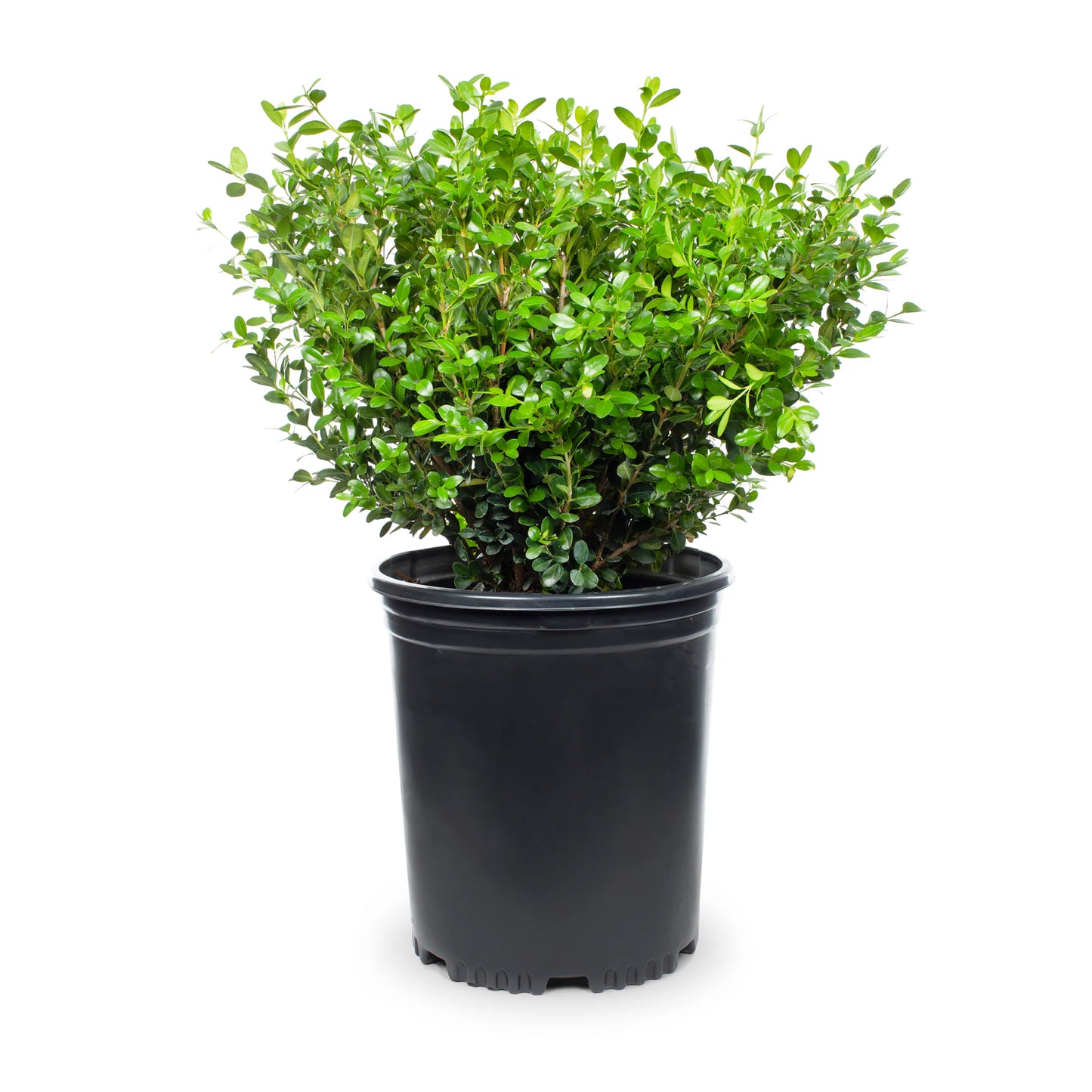 Buxus "Koreana Winter Gem"