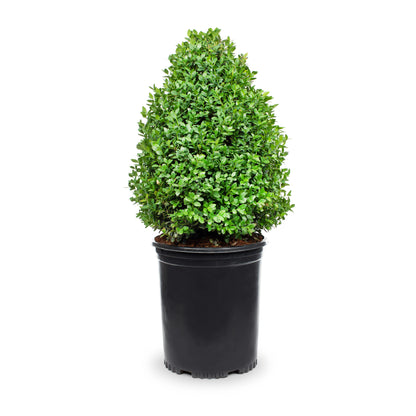 Buxus "Green Mountain"