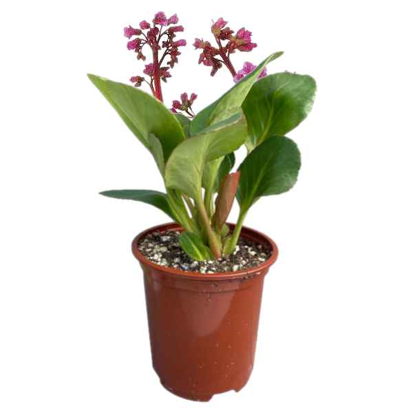 Bergenia "Crassifolia"