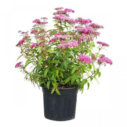 Spirea Anthony Waterer