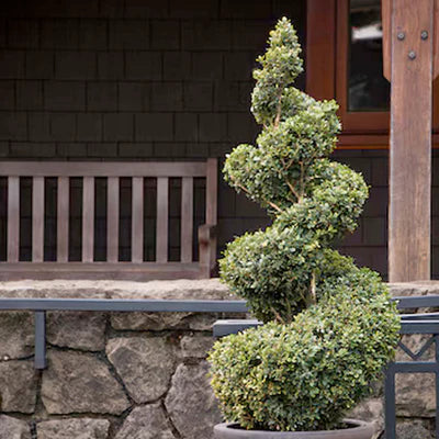Buxus "Spiral"