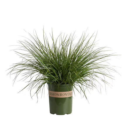 Cortaderia 'White Dwarf'