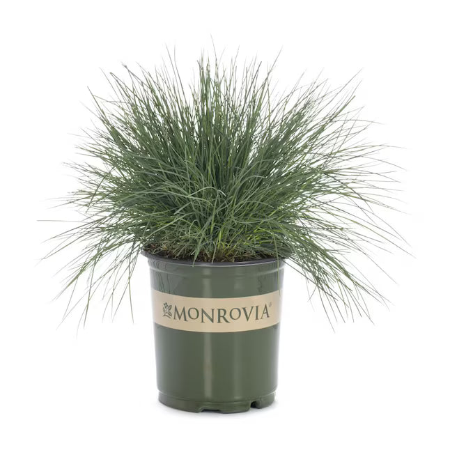Festuca "Elijah Blue"