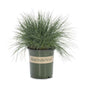 Festuca "Elijah Blue"