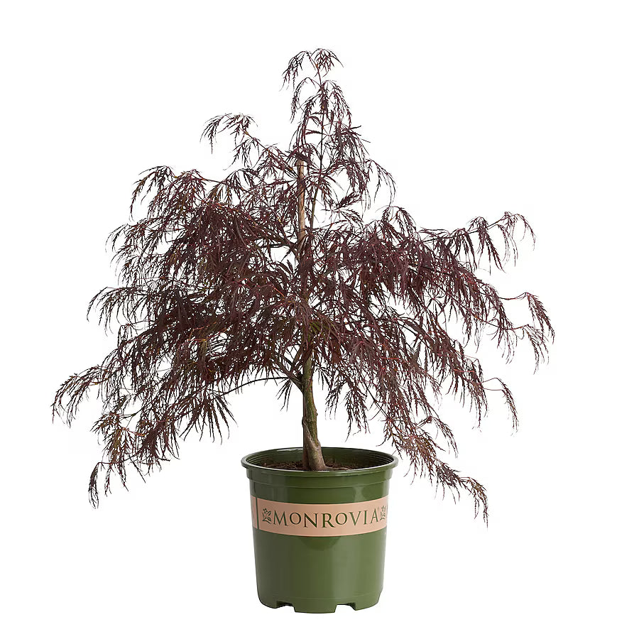 Japanese Maple "Crimson Queen"