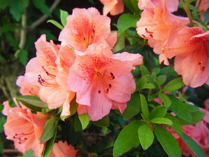 Azalea "Duc de Rohan"