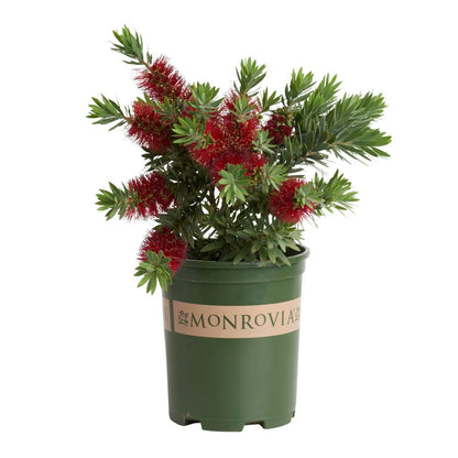 Callistemon "Jeffersi"