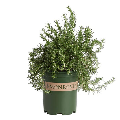 Rosmarinus "Huntington Carpet"