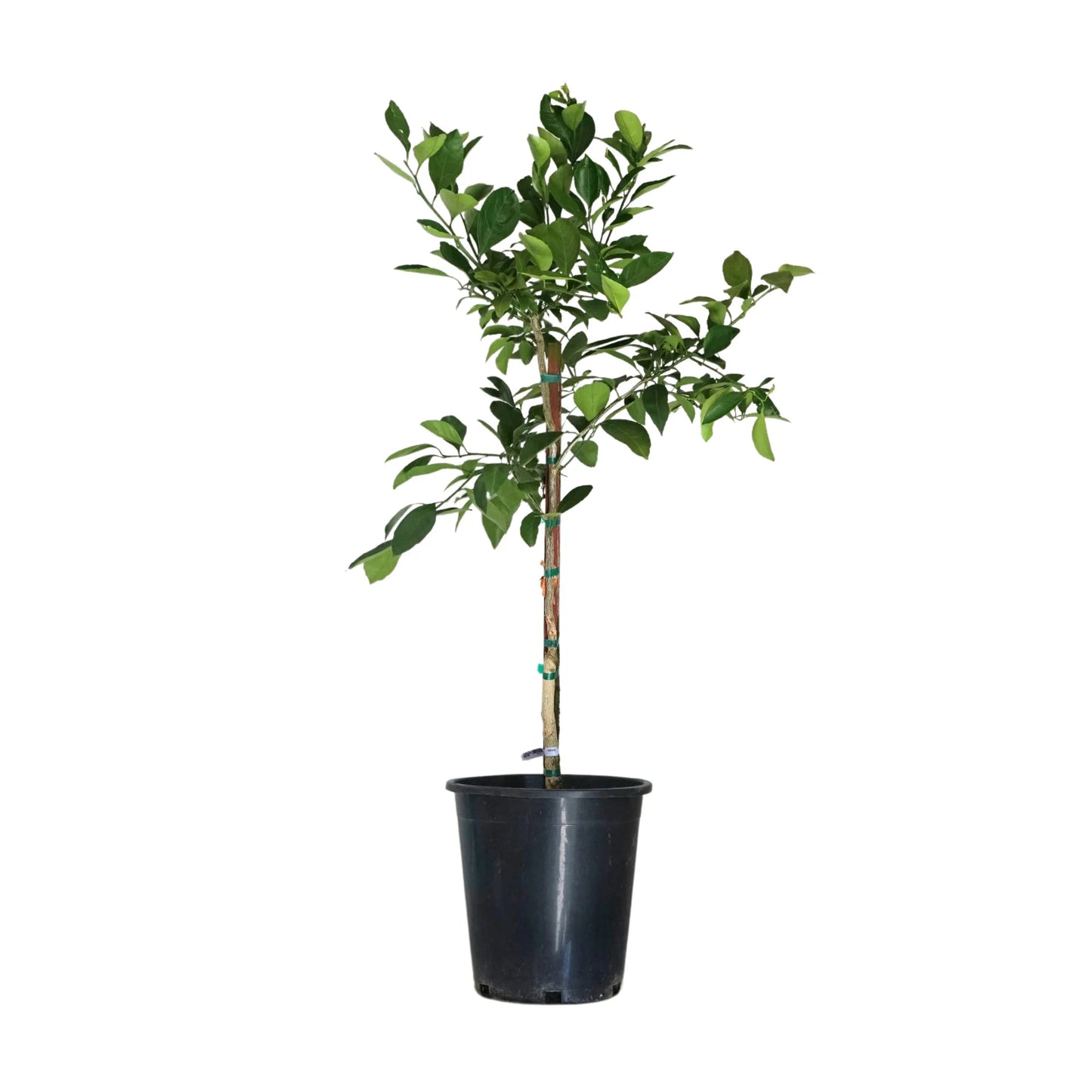 Mandarin 'Owari Satsuma'