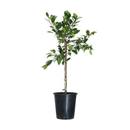 Mandarin 'Owari Satsuma'