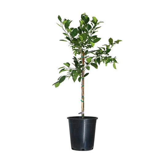 Mandarin 'Owari Satsuma'