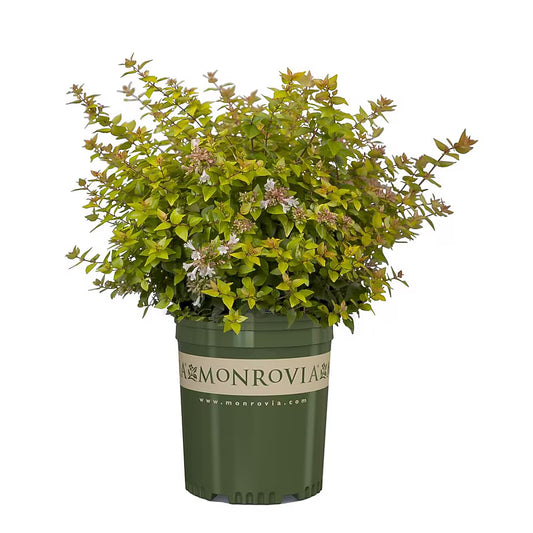 Abelia 'Kaleidoscope'