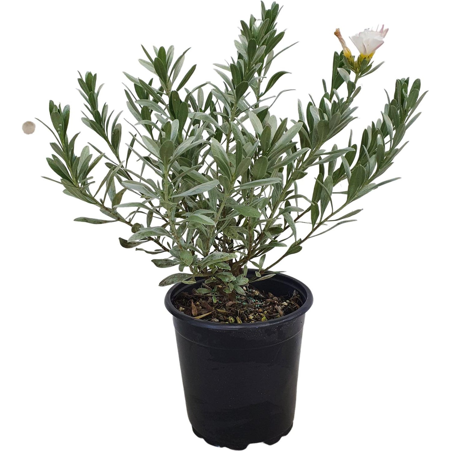 Convolvulus 'Cneorum'