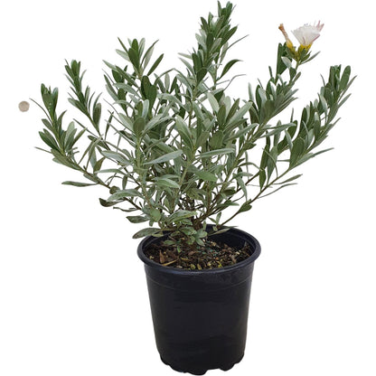 Convolvulus 'Cneorum'