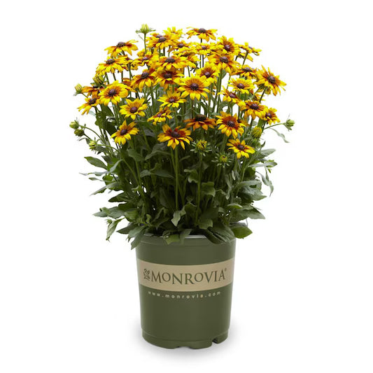 Echibeckia x 'Summering Yellow'