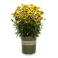 Echibeckia x 'Summering Yellow'