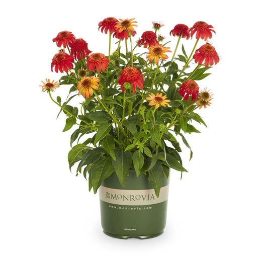 Echinacea 'Cheyenne Spirit