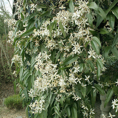 Clematis 'Armandii'
