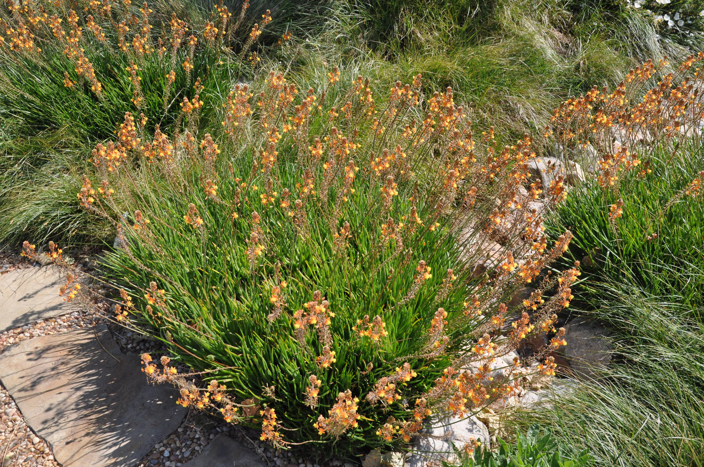 Bulbine frutescens 'Hallmark'