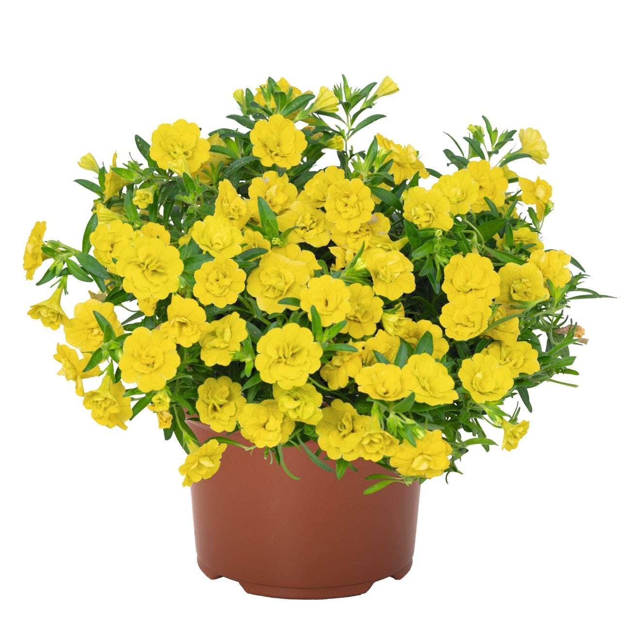 Calibrachoa "Double Yellow"