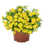 Calibrachoa "Double Yellow"
