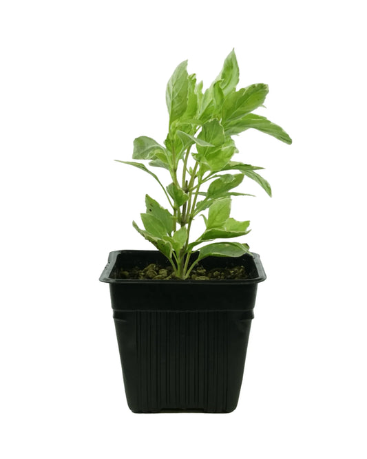 Basil Pesto Perpetuo