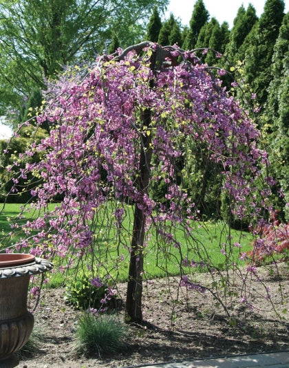 Cercis Traveler Weeping