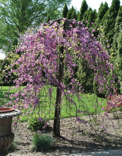 Cercis Traveler Weeping