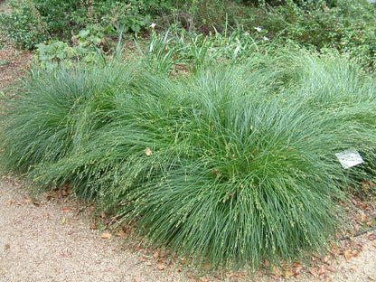 Carex "Tumulicola"
