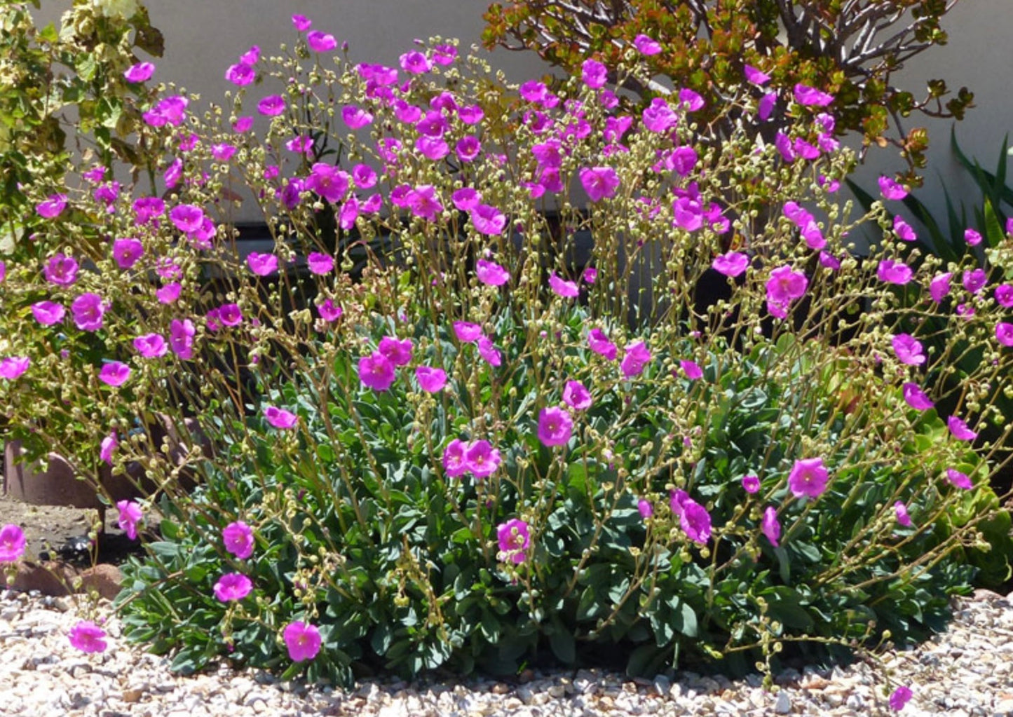 Calandrina "Spectabilis"