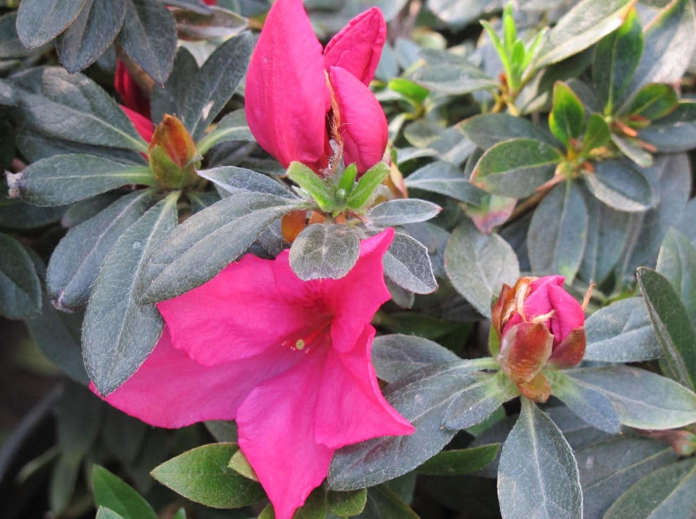 Azalea "Pride of Dorking"