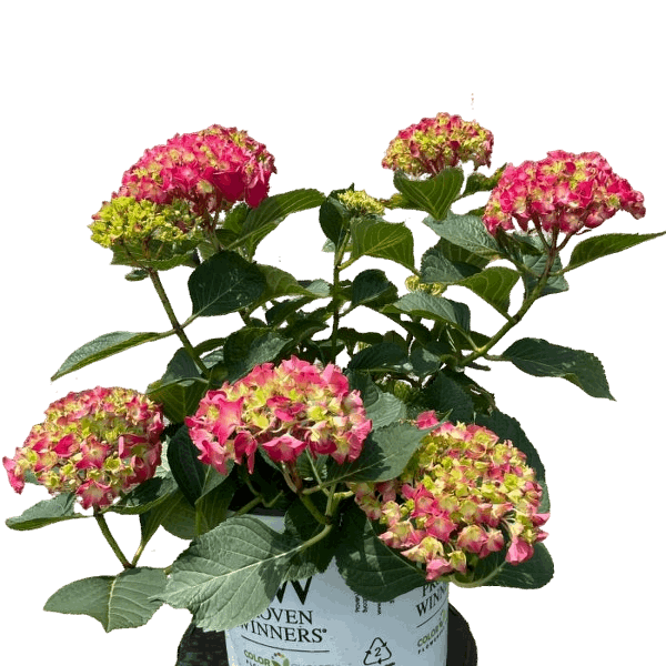 Hydrangea "Wee Bit Giddy"