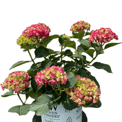 Hydrangea "Wee Bit Giddy"