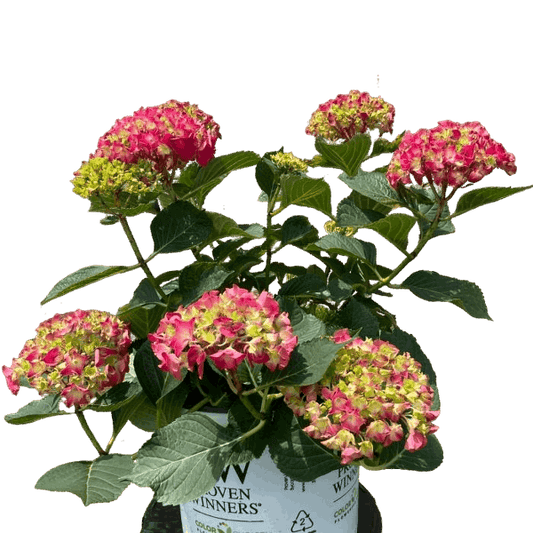 Hydrangea "Wee Bit Giddy"