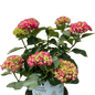 Hydrangea "Wee Bit Giddy"