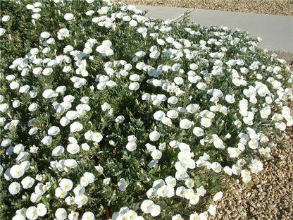 Convolvulus 'Cneorum'