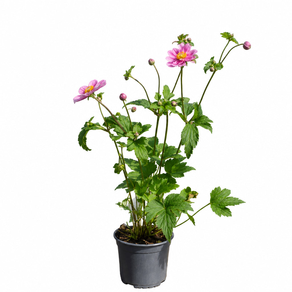 Anemone Pamina