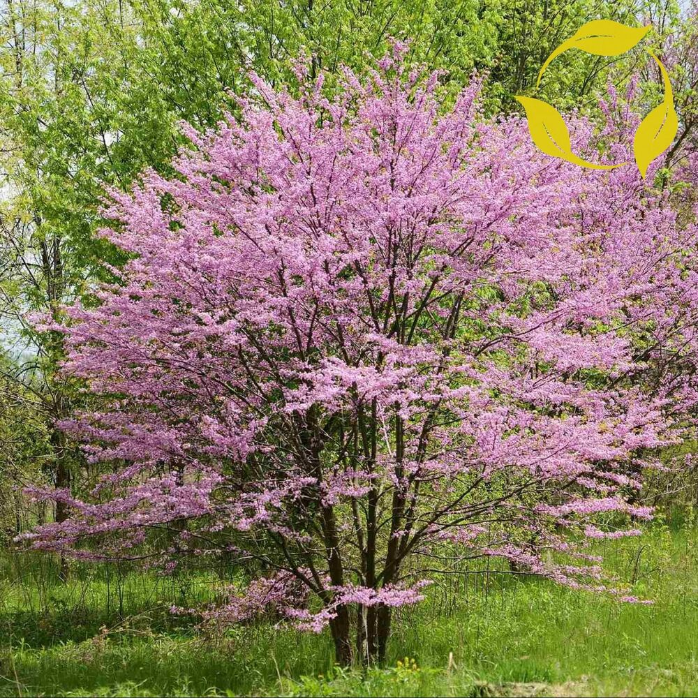 Cercis "Canadensis" Single Trunk